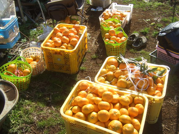 霜対策.....ミカンや野菜の収穫_b0137932_22173549.jpg