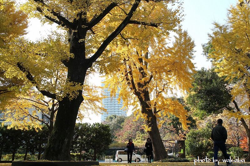 上野公園の黄葉・・3_e0052135_1784168.jpg