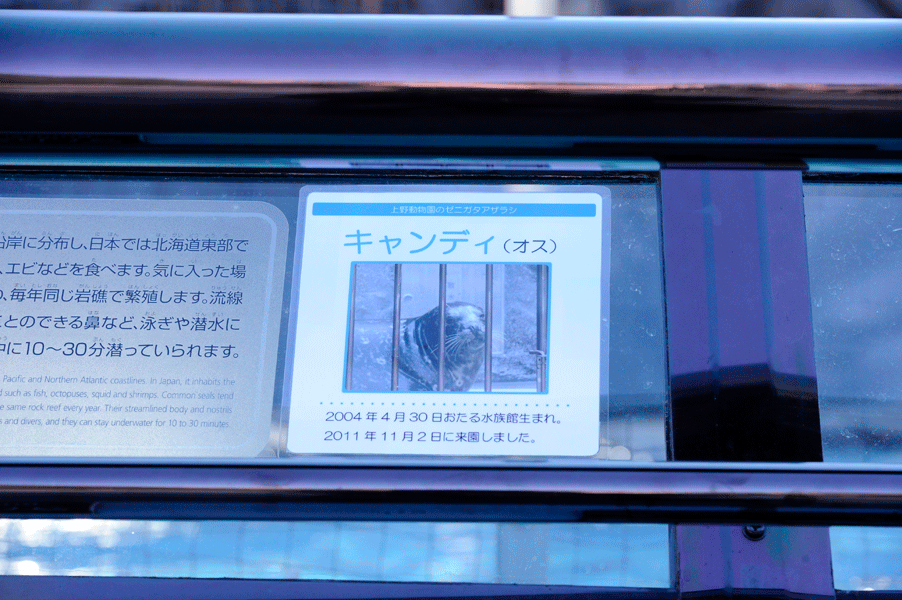 キャンディーです。よろしく_b0023856_18443470.gif