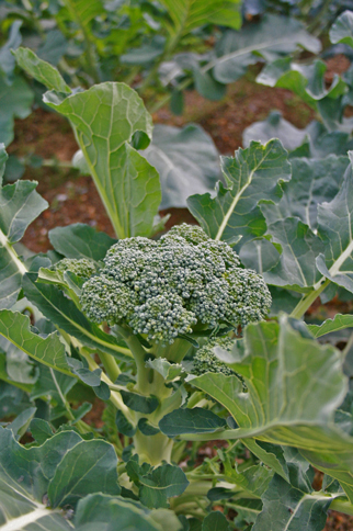 b0120269_673631.jpg