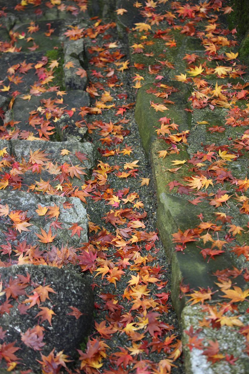 ２０１１永源寺紅葉１４_f0034583_2152753.jpg