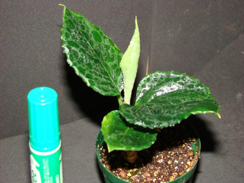 アグラオネマ 強烈なインパクト‼️】アグラオネマ スパークリング