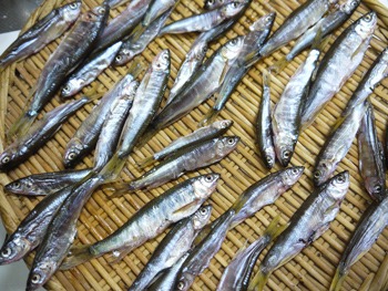 追河 オイカワ 多摩川のヤマベを食べる3 Web Sakagawa Ikuko So Nethp終了により移植中21