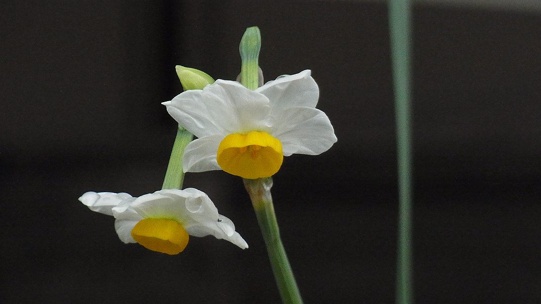 a0152692_1755742.jpg