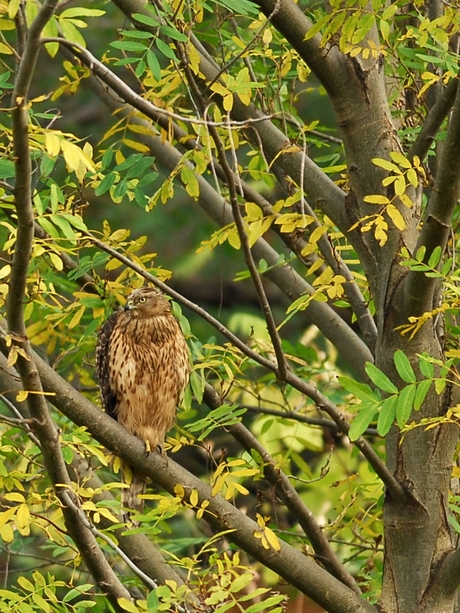 檻の外の若鷹(オオタカ)/Juvenile Northern Goshawk_a0223993_1572412.jpg