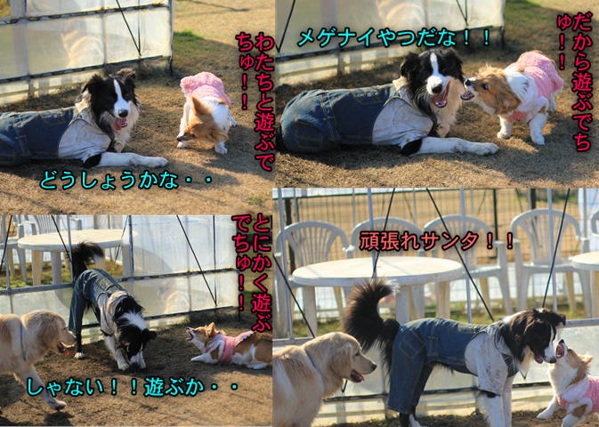 ヨガをする犬・・？？_f0234395_9293860.jpg