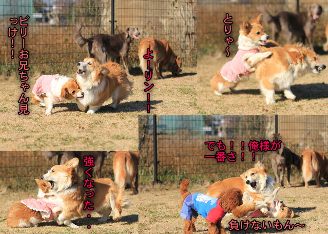 ヨガをする犬・・？？_f0234395_9342642.jpg