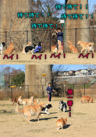 ヨガをする犬・・？？_f0234395_9364190.jpg