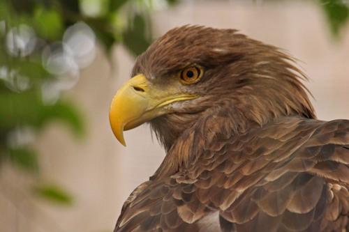 オジロワシ：White-tailed eagle_b0249597_15135170.jpg