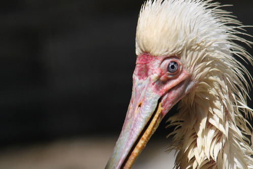 アフリカヘラサギ：African Spoonbill_b0249597_8394888.jpg