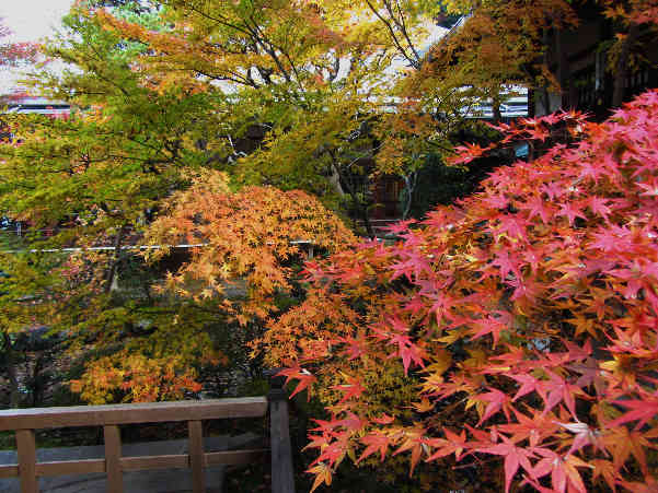 秋の京都　紅葉の寺　その4_d0154609_115931.jpg