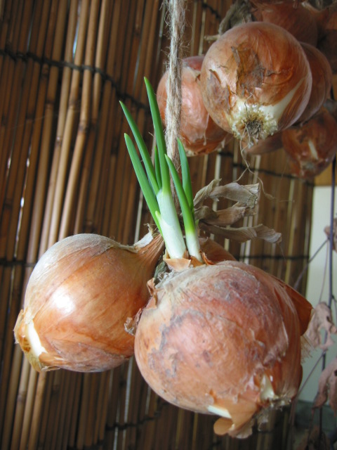 「葉玉ねぎ」_a0120513_2235585.jpg
