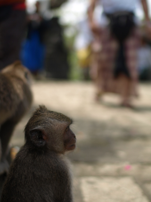 Bali2011 生き物_c0156313_11472389.jpg