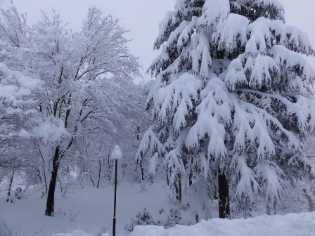 いきなり５０ｃｍの降雪_d0039838_6514977.jpg