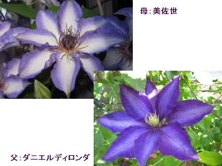 ２０１１年度交配のクレマが発芽_c0025140_23394282.jpg