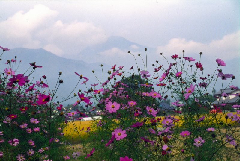 c0179844_88857.jpg