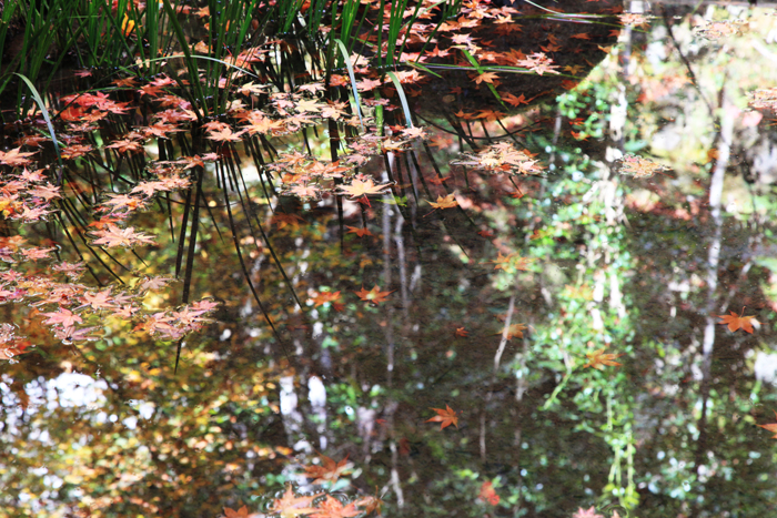 紅葉物語2011　槇尾山　西明寺Ⅱ_c0128548_1721099.jpg