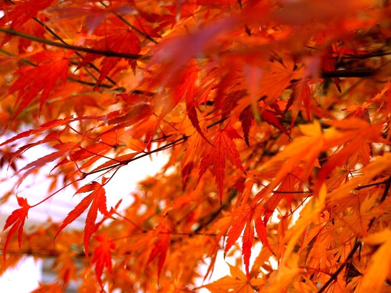 ☆紅葉を楽しんでね☆_c0092953_1114229.jpg