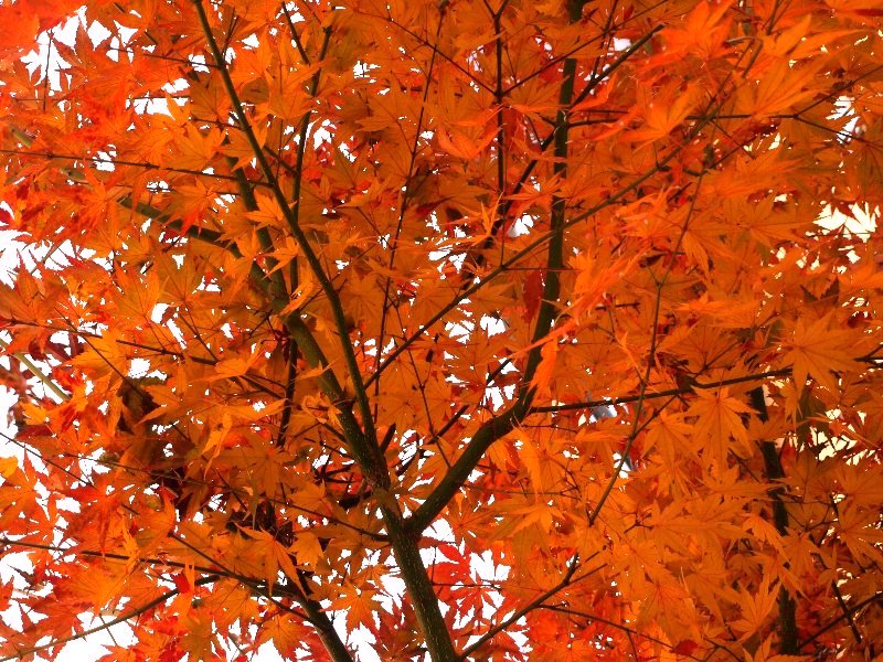 ☆紅葉を楽しんでね☆_c0092953_1115560.jpg