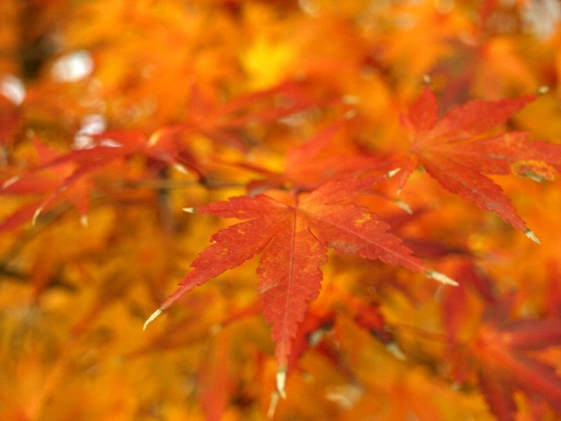 ☆紅葉を楽しんでね☆_c0092953_112034.jpg