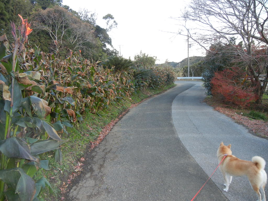 2011年12月18日(日)何でもない日!_f0060461_14401830.jpg
