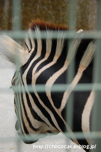  A Zebra_e0128367_115656.jpg