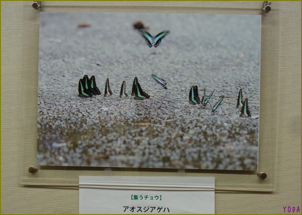 新宿御苑・保全協会の企画展に行ってきました。 2011.12.17_a0146869_51809.jpg