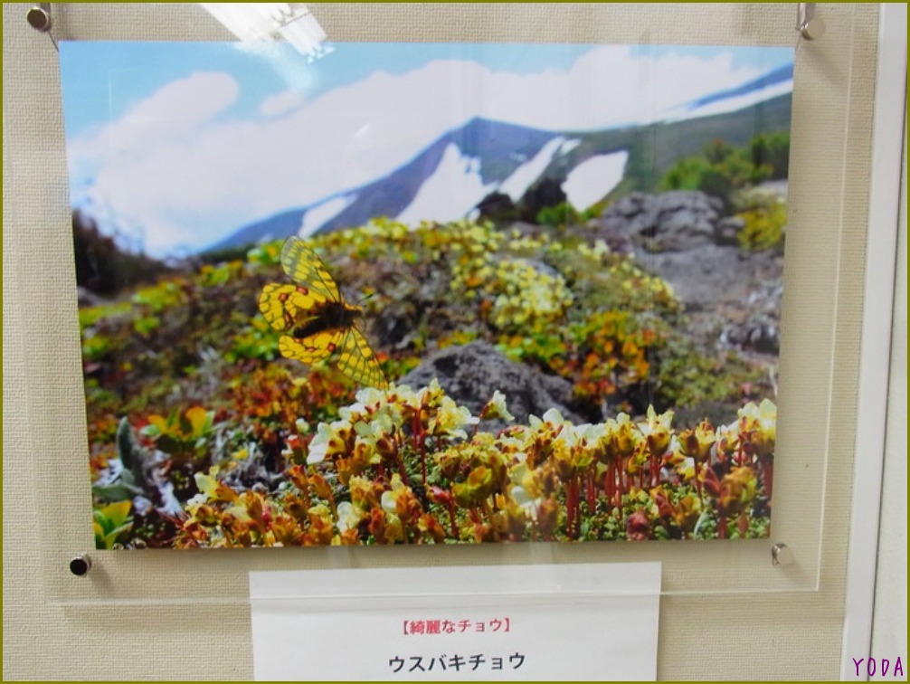 新宿御苑・保全協会の企画展に行ってきました。 2011.12.17_a0146869_5193760.jpg