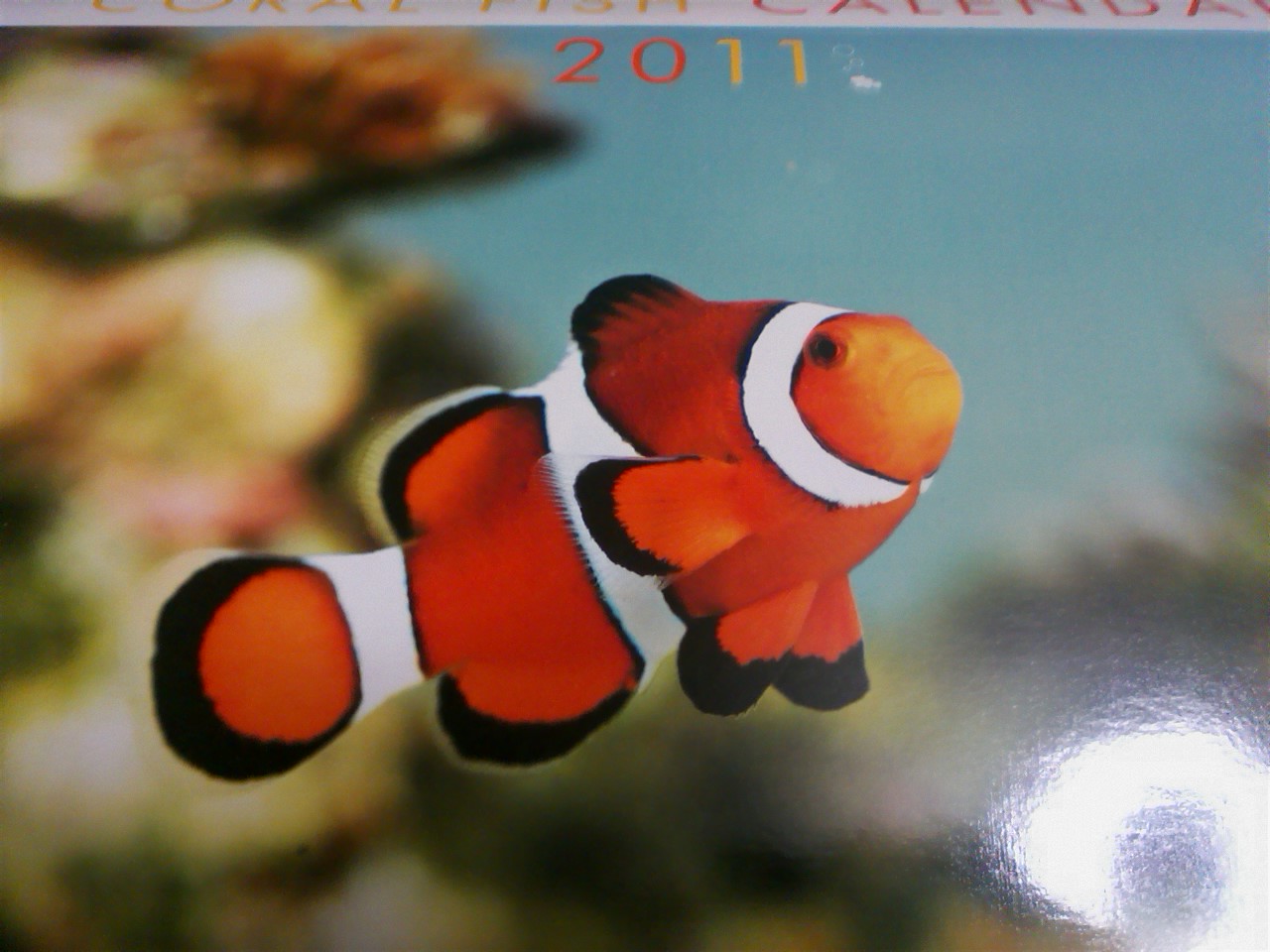 熱帯魚 海水魚 東京 増田会計事務所 所長の ひとり言 熱帯魚 海水魚 東京 増田会計事務所 所長の ひとり言
