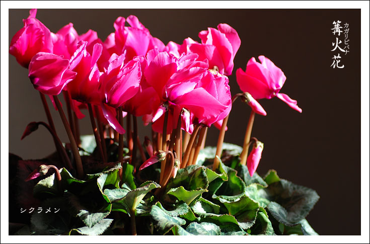 11篝火花 カガリビバナ 静物璃花 デジカメ散歩写真 11篝火花 カガリビバナ 静物璃花 デジカメ散歩写真