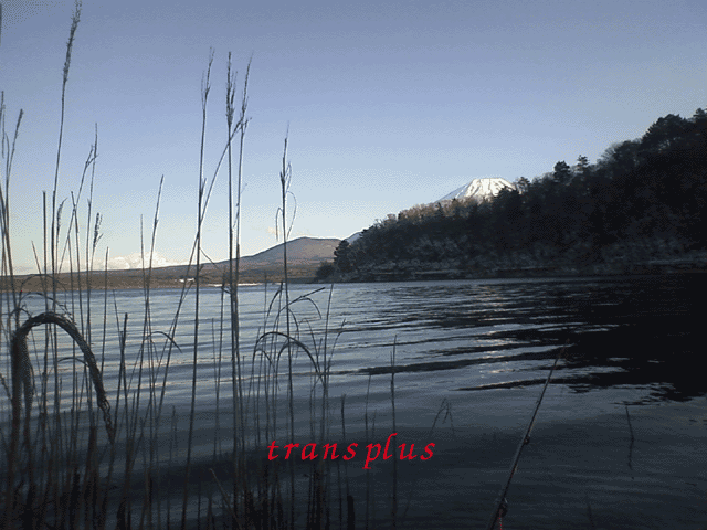 b0031493_18165849.gif