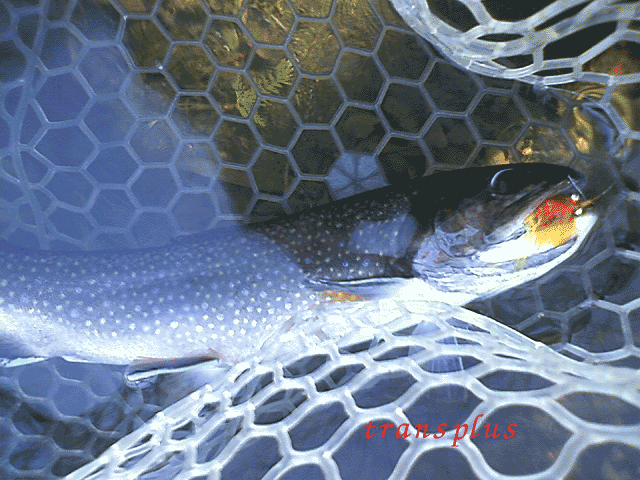 b0031493_22225383.gif
