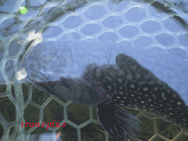 b0031493_22342942.gif