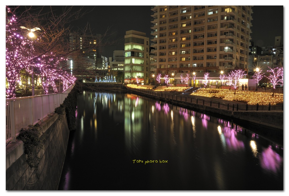 Illumination 2011 No.08　　　目黒川　「冬の桜　」　その一_a0157696_21253486.jpg
