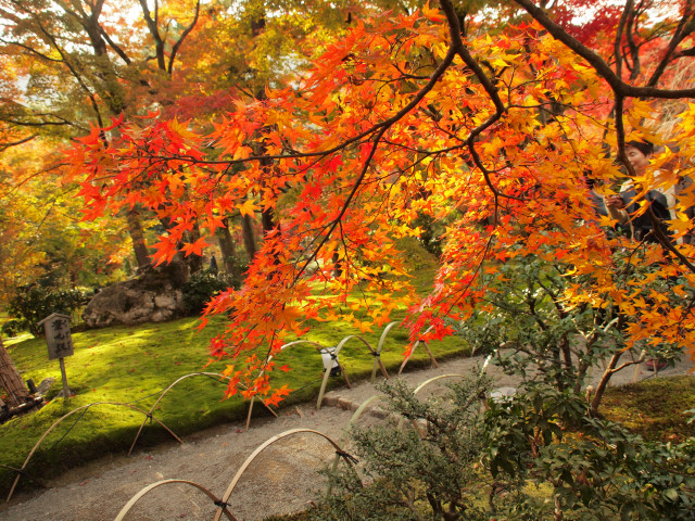 紅葉旅　－　宝厳院　２_b0203596_1734255.jpg