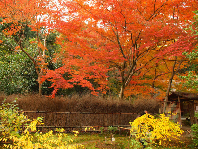 紅葉旅　－　宝厳院　２_b0203596_1764675.jpg