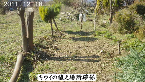 遂にキウイに参入 ジャンボイエロー 苗木を購入 定植 趣味の 果樹 今年も ぶどう と 新たに 桜桃 に注力