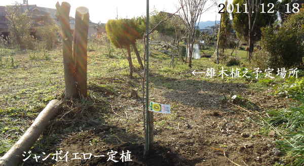 遂にキウイに参入 ジャンボイエロー 苗木を購入 定植 趣味の 果樹 今年も ぶどう と 新たに 桜桃 に注力 遂にキウイに参入 ジャンボイエロー 苗木を購入 定植 趣味の 果樹 今年も ぶどう と 新たに 桜桃 に注力