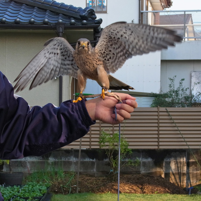 飛んでるやつら by CX5_c0049299_2315279.jpg