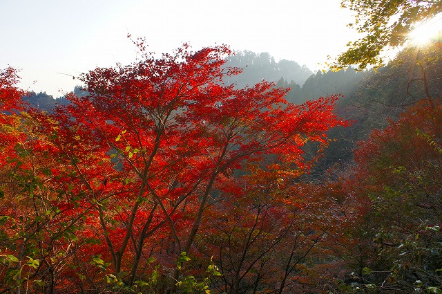 御岳山へ　はいきんぐぅ ②_b0190603_1543657.jpg