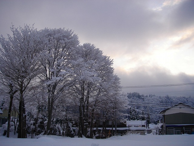 １２月１９日朝、積雪５０ｃｍ_d0027904_21331057.jpg