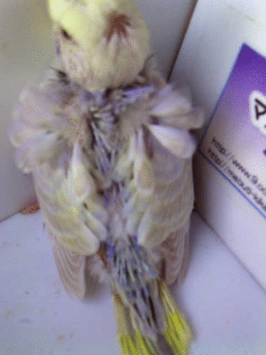 c0194711_5513056.gif