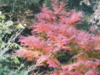 c0118715_1746294.jpg