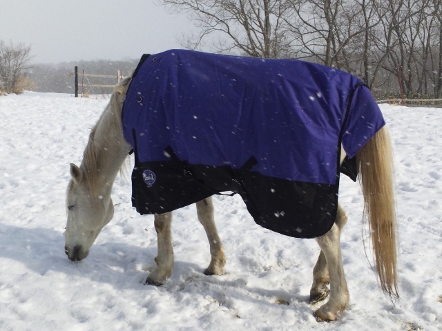 フカフカの砂の様な雪_e0145441_21501199.jpg