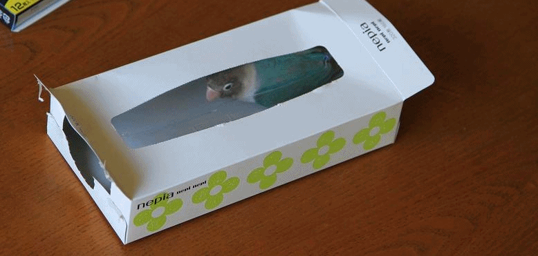 c0145250_17371928.gif