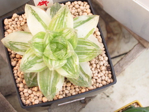 ハオルチア さにべるスタッフblog Sunny Day S Garden