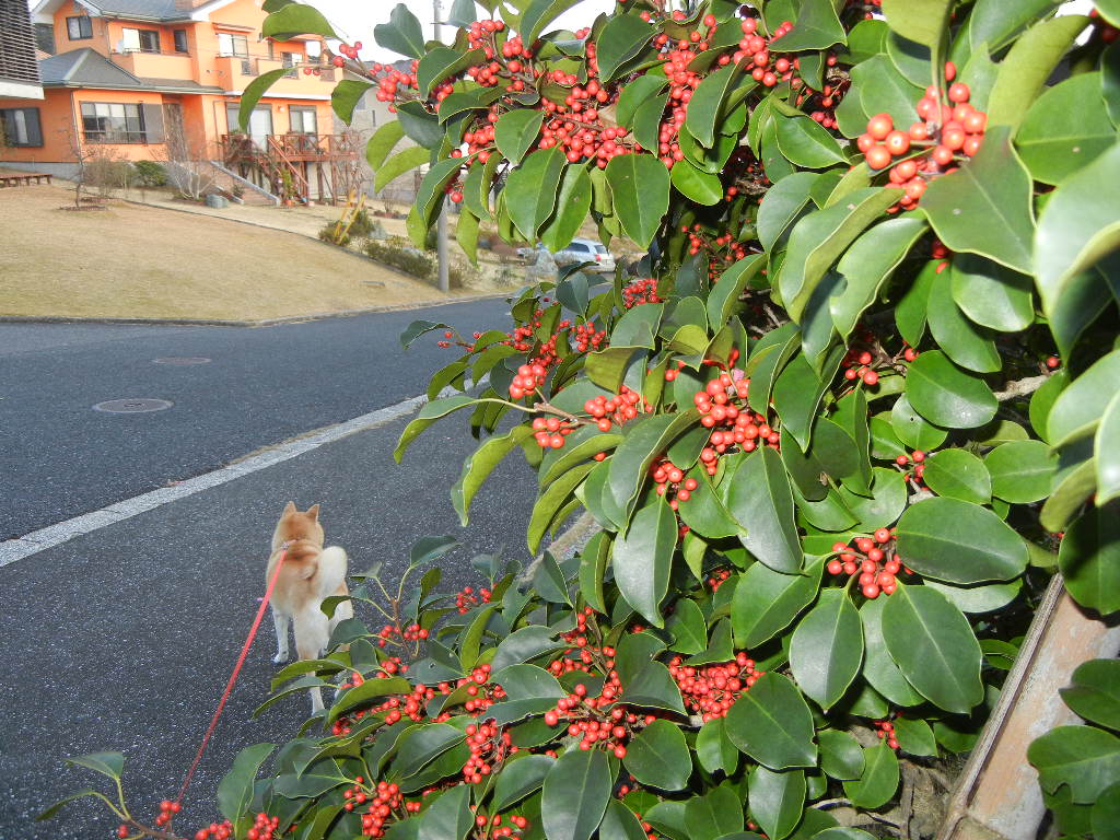 2011年12月19日(月)何して遊ぶ?_f0060461_1411178.jpg
