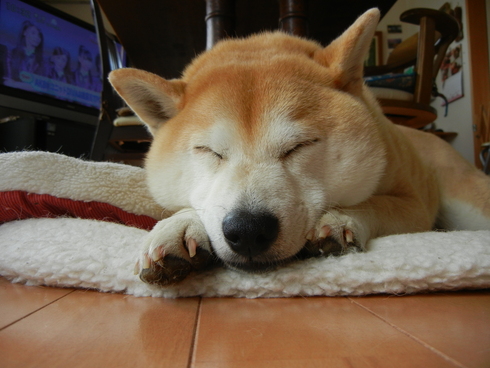 2011年12月19日(月)何して遊ぶ?_f0060461_14464510.jpg
