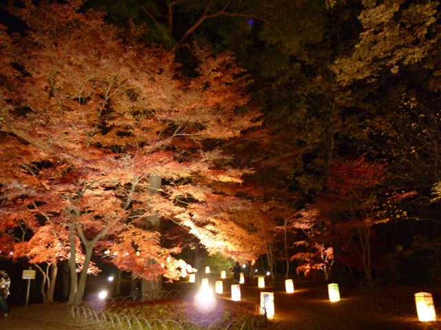 2011　紅葉見ナイト　＠　森林公園　ライトアップ編_c0134862_22133181.jpg