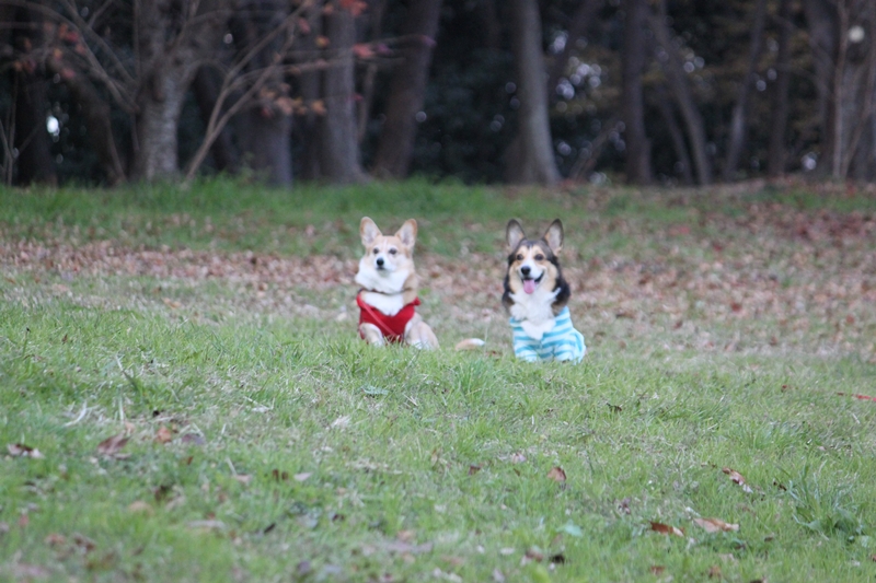 久しぶりに緑地公園へ♪_f0136675_22395859.jpg